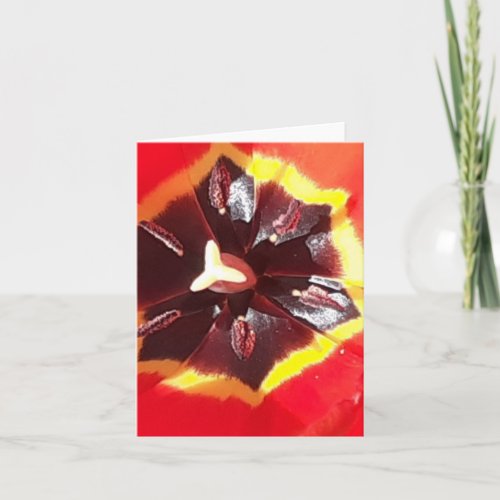 Scarlet Red Tulip Folded Card
