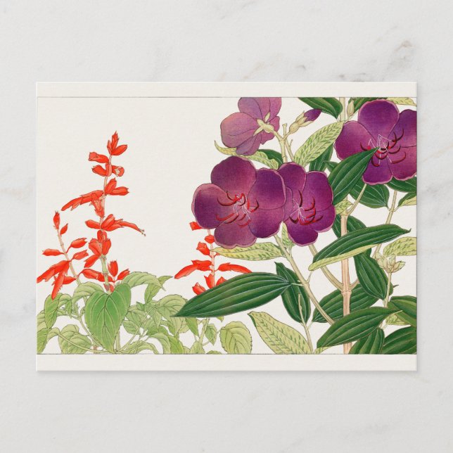 Scarlet sage, Melastoma by Tanigami Konan Postcard (Front)