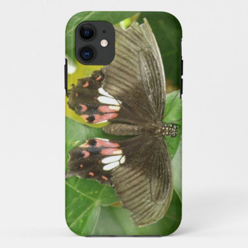 Scarlet Swallowtail Butterfly iPhone Case