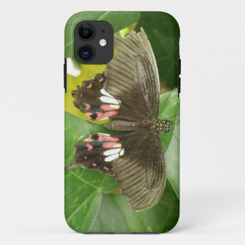 Scarlet Swallowtail Butterfly iPhone Case