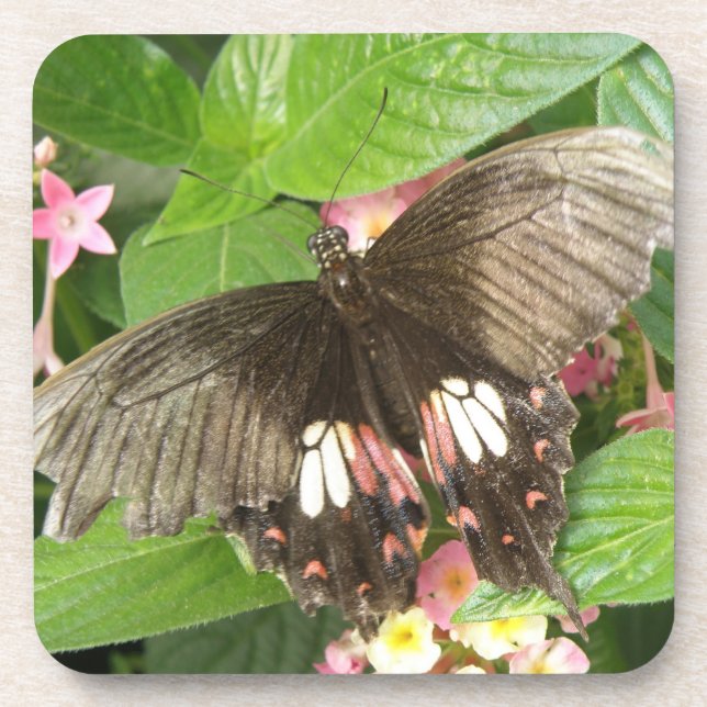 Scarlet Swallowtail Butterfly Macro Cork Coasters (Front)