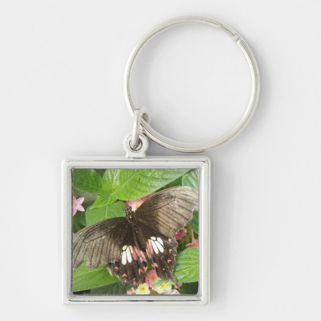 Scarlet Swallowtail Butterfly Macro Keychain (Front)