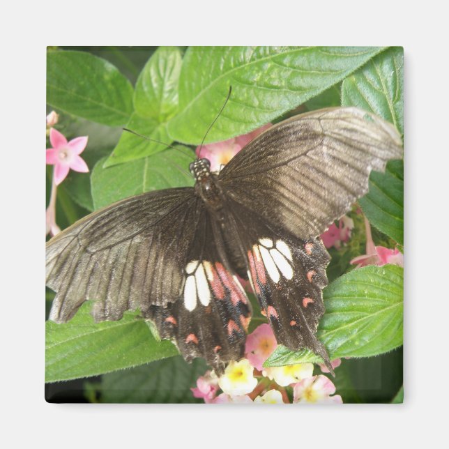 Scarlet Swallowtail Butterfly Macro Magnet (Front)