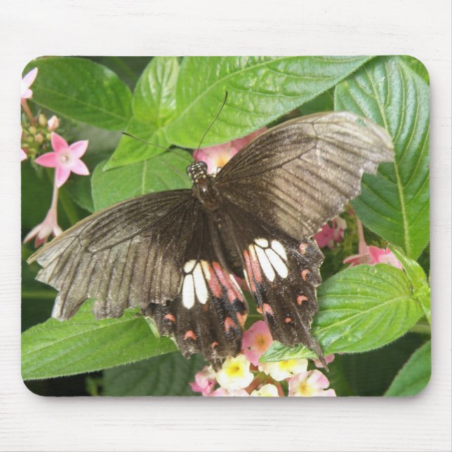 Scarlet Swallowtail Butterfly Macro Mousepad (Front)