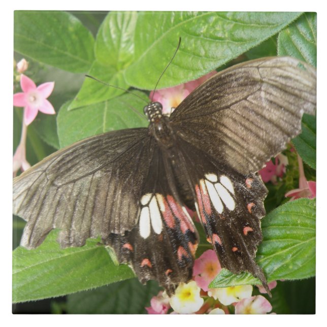 Scarlet Swallowtail Butterfly Macro Tile (Front)