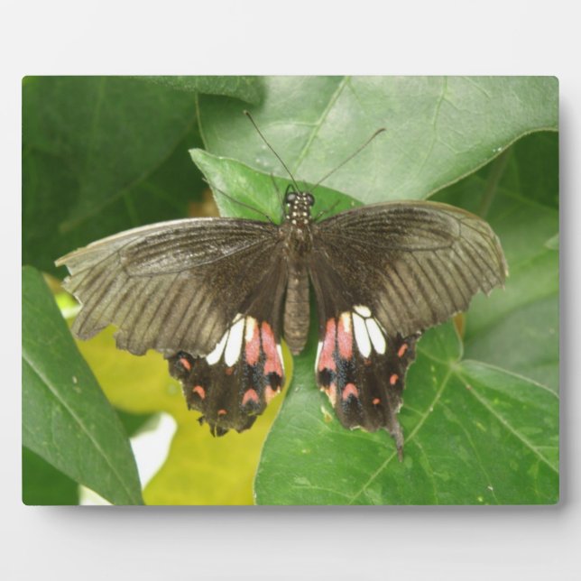 Scarlet Swallowtail Butterfly Plaque (Front)