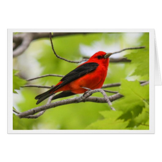 Scarlet Tanager Cards (Front Horizontal)