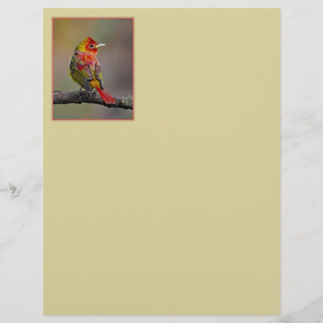 Scarlet Tanager Molting - Original Photograph (Front)