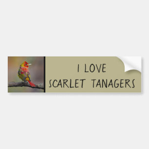 Scarlet Tanager Molting - Original Photograph Bumper Sticker