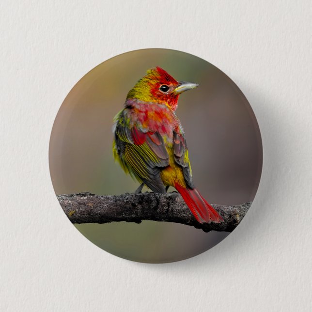 Scarlet Tanager Molting - Original Photograph Button (Front)