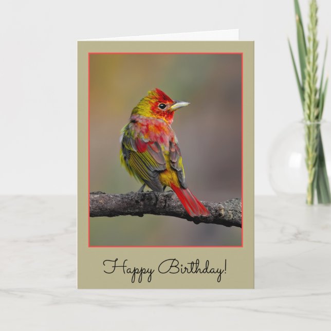 Scarlet Tanager Molting - Original Photograph Card (Front)