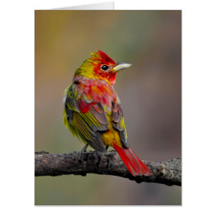 Scarlet Tanager Molting - Original Photograph Card