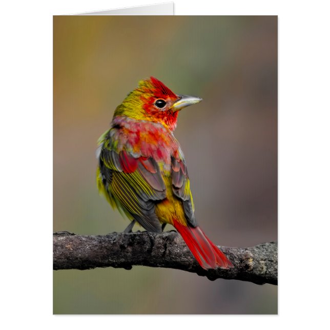 Scarlet Tanager Molting - Original Photograph Card (Front)