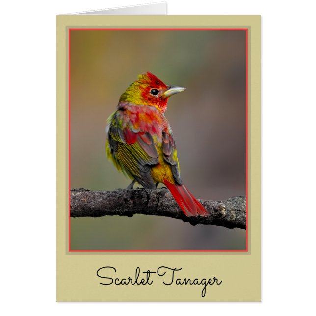 Scarlet Tanager Molting - Original Photograph Cards (Front)