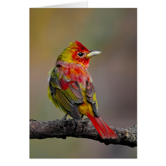 Scarlet Tanager Molting - Original Photograph Cards (Front)