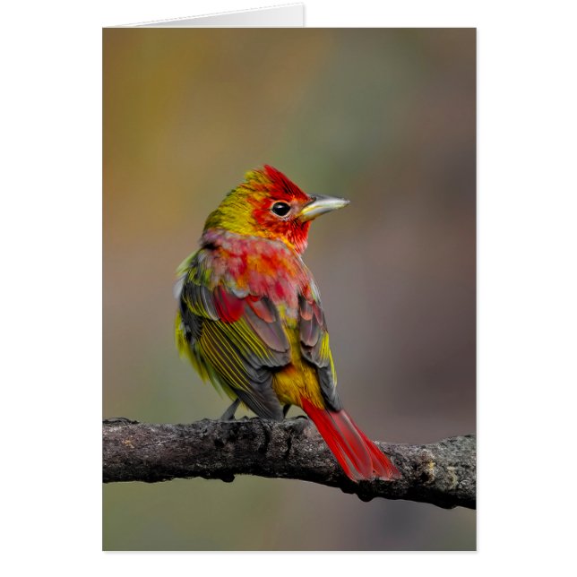 Scarlet Tanager Molting - Original Photograph Cards (Front)