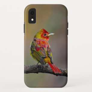 Scarlet Tanager Molting - Original Photograph iPhone XR Case