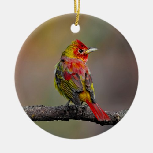 Scarlet Tanager Molting _ Original Photograph Ceramic Ornament