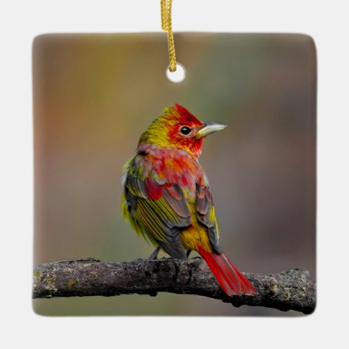 Scarlet Tanager Molting _ Original Photograph Ceramic Ornament