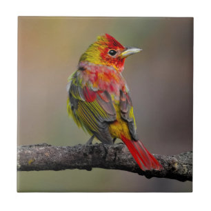 Scarlet Tanager Molting - Original Photograph Ceramic Tile