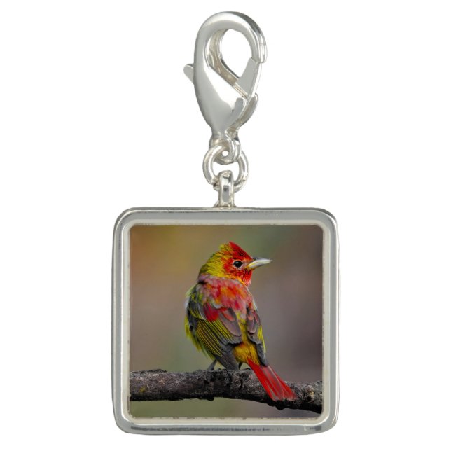 Scarlet Tanager Molting - Original Photograph Charm (Front)