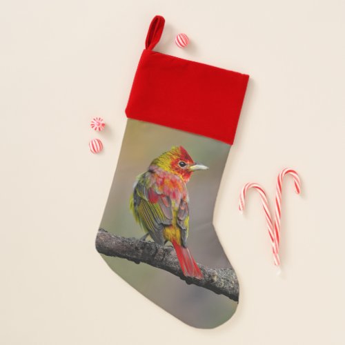 Scarlet Tanager Molting _ Original Photograph Christmas Stocking