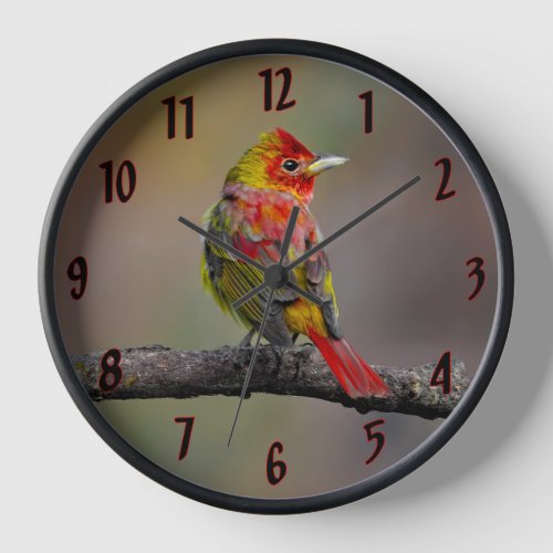 Scarlet Tanager Molting _ Original Photograph Clock