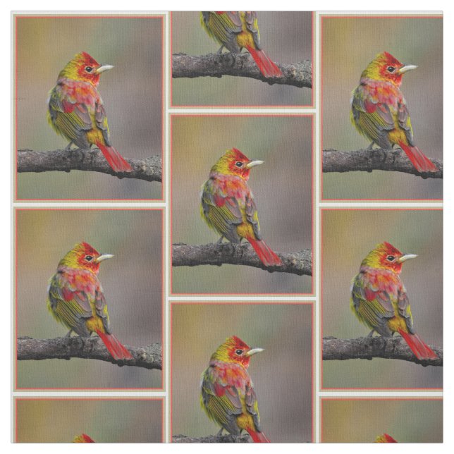 Scarlet Tanager Molting - Original Photograph Fabric (Swatch)