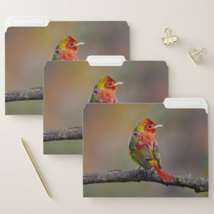 Scarlet Tanager Molting - Original Photograph File Folder