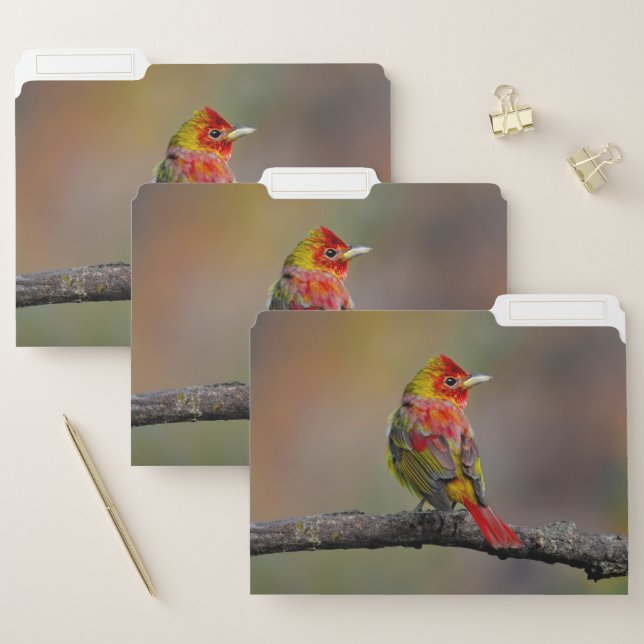 Scarlet Tanager Molting - Original Photograph File Folder (Set)