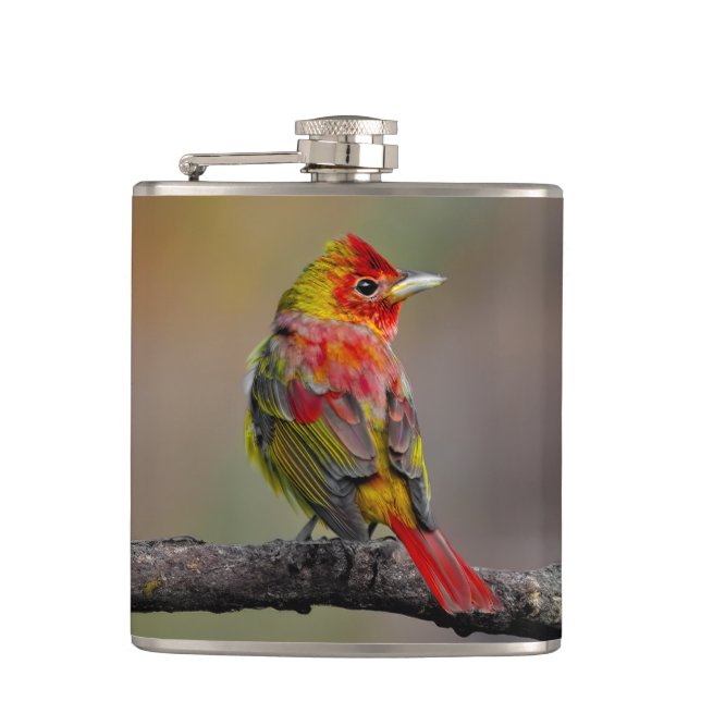 Scarlet Tanager Molting - Original Photograph Flask (Front)