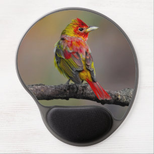 Scarlet Tanager Molting - Original Photograph Gel Mouse Pad