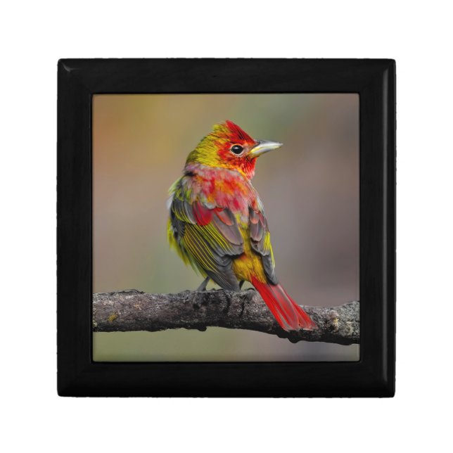 Scarlet Tanager Molting - Original Photograph Gift Box (Front)