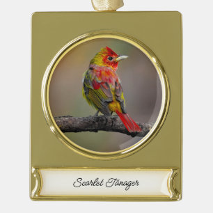 Scarlet Tanager Molting - Original Photograph Gold Plated Banner Ornament