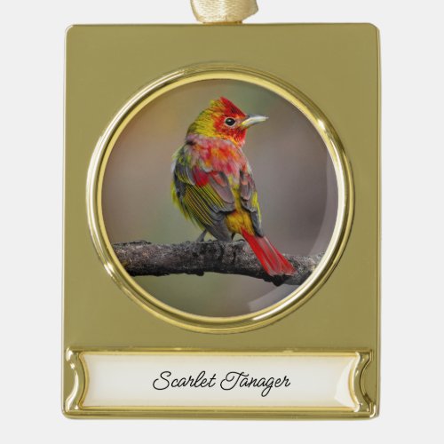 Scarlet Tanager Molting _ Original Photograph Gold Plated Banner Ornament