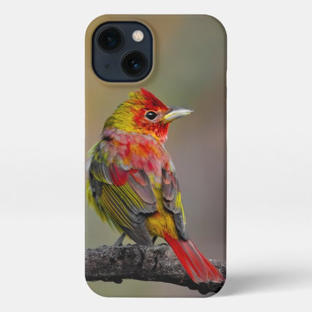Scarlet Tanager Molting - Original Photograph iPhone Case (Back)