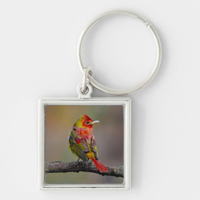 Scarlet Tanager Molting - Original Photograph Keychain (Front)