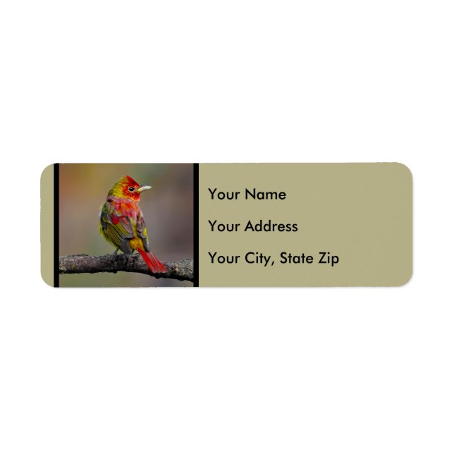 Scarlet Tanager Molting - Original Photograph Label (Front)