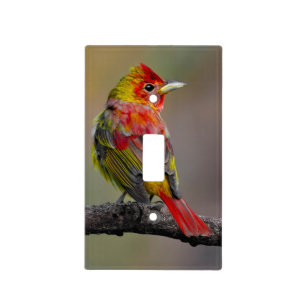 Scarlet Tanager Molting - Original Photograph Light Switch Cover