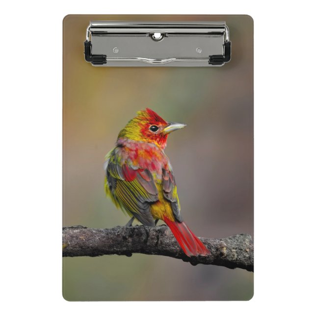 Scarlet Tanager Molting - Original Photograph Mini Clipboard (Front)