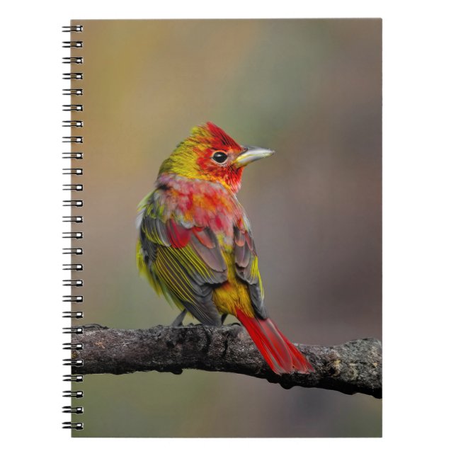 Scarlet Tanager Molting - Original Photograph Notebook (Front)