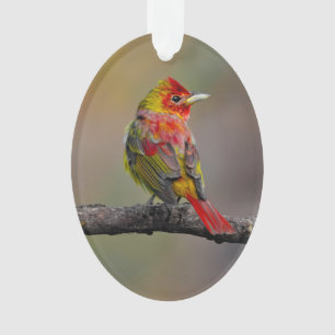 Scarlet Tanager Molting - Original Photograph Ornament