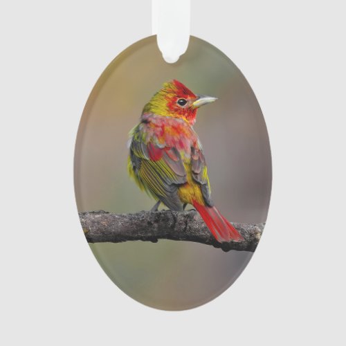 Scarlet Tanager Molting _ Original Photograph Ornament