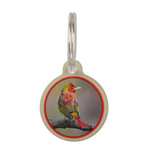 Scarlet Tanager Molting _ Original Photograph Pet ID Tag