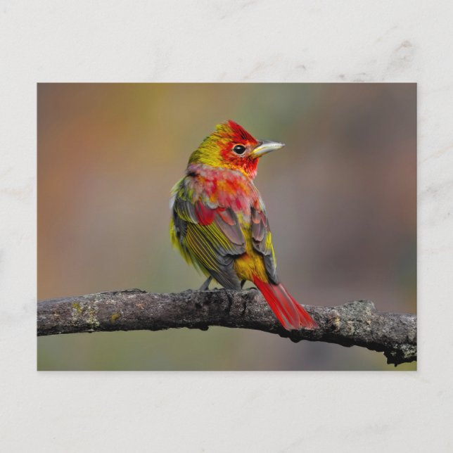 Scarlet Tanager Molting - Original Photograph Postcard (Front)