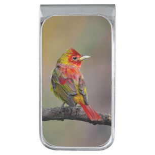 Scarlet Tanager Molting - Original Photograph Silver Finish Money Clip