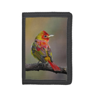 Scarlet Tanager Molting - Original Photograph Trifold Wallet