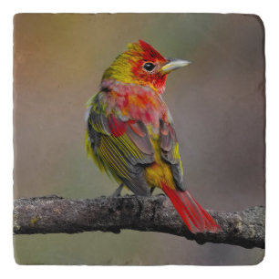 Scarlet Tanager Molting - Original Photograph Trivet