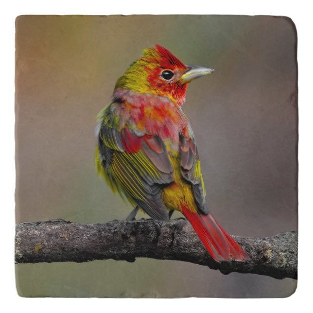 Scarlet Tanager Molting - Original Photograph Trivet (Front)