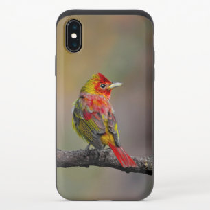 Scarlet Tanager Molting - Original Photograph iPhone X Slider Case